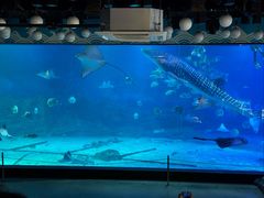 -烟台海昌鲸鲨海洋公园