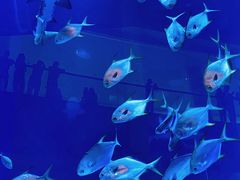 -迪拜水族馆及水下动物园
