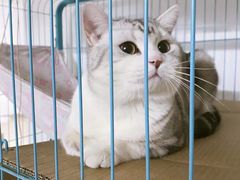 -屋虎猫馆(宝安大仟里店)