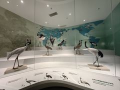 -盐城丹顶鹤湿地生态旅游区