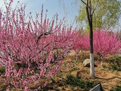 -永定河休闲森林公园