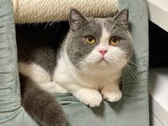 -猫大福·Fortune Cat猫舍(百子湾店)
