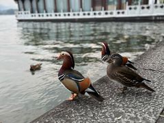 -西湖游船