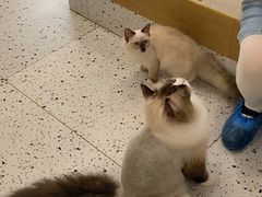 -猫域·湾主题猫咖·宠物吧(南坪城市广场店)