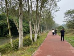 -桤木河湿地公园