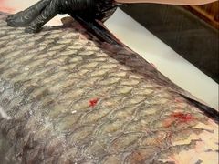 -许爷家·生态湖鲜(徐汇日月光店)
