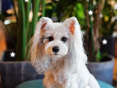 -the rug 飞毯 (朝阳公园店)