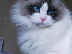 -喵zoo家庭繁育猫舍(尖东智能花园店)