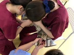 -芭比堂动物医院·犬猫全科·异宠专科(雁塔分院)