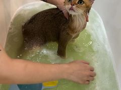 -momokira米努特·德文卷毛猫·棉花面纱犬