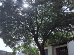 -巢湖姥山岛
