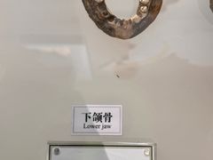 -辽宁古生物博物馆