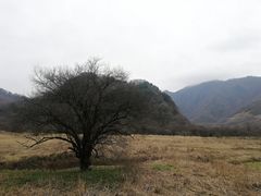 -大九湖