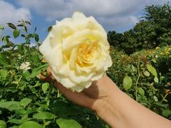 -亚龙湾国际玫瑰谷