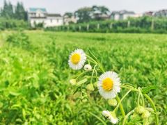 -南汇老顾农家乐采摘大团水蜜桃采摘店