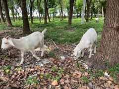 -马陆小张葡萄园农家乐