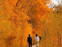 -金塔沙漠胡杨林景区