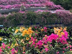 -深圳仙湖植物园