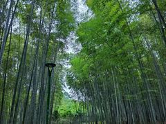 -杭州植物园