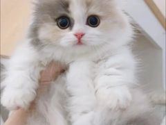 -Bastet sally猫舍购宠(静安店)