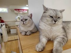 -李小姐の猫咖啡馆(五角场店)