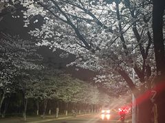 -高东镇樱花园