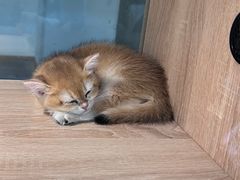 -BABIT巴比特宠物(MOMOPARK店)