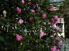-西南政法大学(沙坪坝校区)