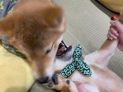 -逗柴咖啡屋·狗咖猫咖宠物桌游