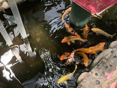 -上海大自然野生昆虫馆(东方明珠·爬宠昆虫探索中心)