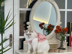 -共舞时光猫咖·狗咖(新街口店)