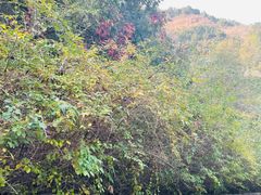 -北京西山国家森林公园