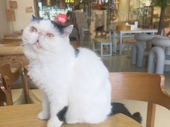 -藏猫猫咖啡主题馆(中央大道店)
