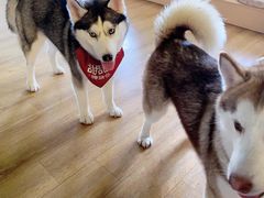 -Husky Go! 哈士奇体验馆·宠物咖啡厅狗咖