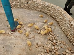 -麻涌飞鸭开心农场