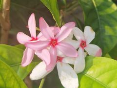 -北京植物园-展览温室