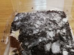 -卡滋贝诺动物奶油生日蛋糕(亚太潮尚店)