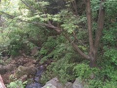 -王顺山国家森林公园