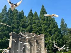 -紫金山山顶公园