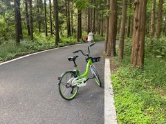 -东平国家森林公园