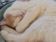 -猫在这儿猫咪咖啡馆·撸猫馆