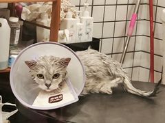 -钦宠·猫咪售卖·洗护·寄养(东圃旗舰店)