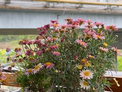 -漫渡庄绿岛花园•隐市庭园菜(滨湖店)
