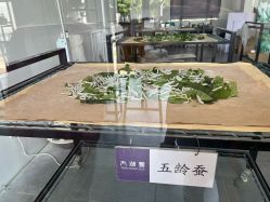 -太湖雪蚕桑文化园