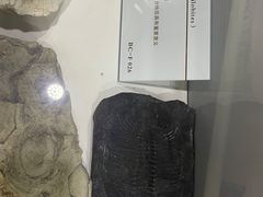 -中国第四纪冰川遗迹陈列馆
