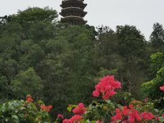 -深圳仙湖植物园