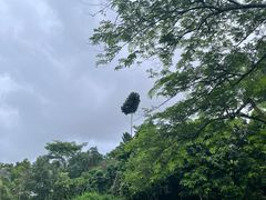 -中国科学院西双版纳热带植物园