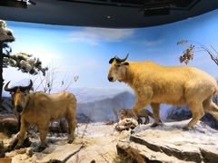 -陕西自然博物馆