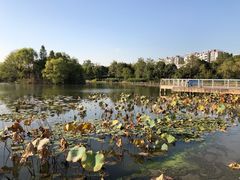 -新江湾城公园