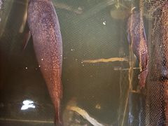 -蓝湾碧波·老字号·疍家非遗海上餐厅